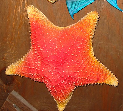 Fiberglass Starfish Replica